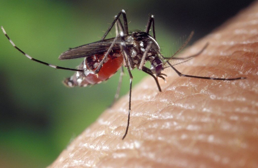 Aedes Sivrisineği