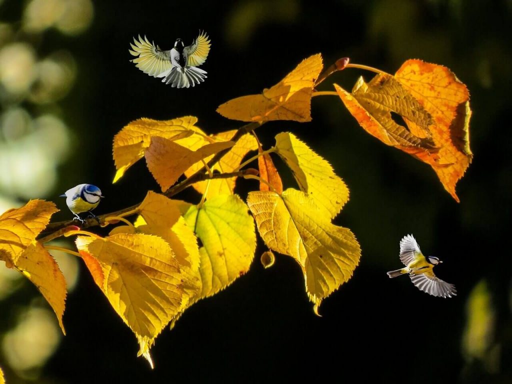 Doğa, Kuş, Sarı Yaprak